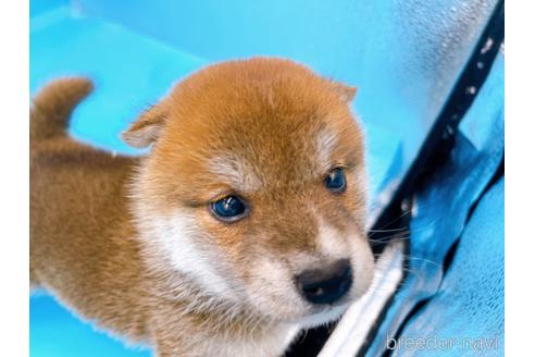 成約済の東京都の柴犬-231622の3枚目
