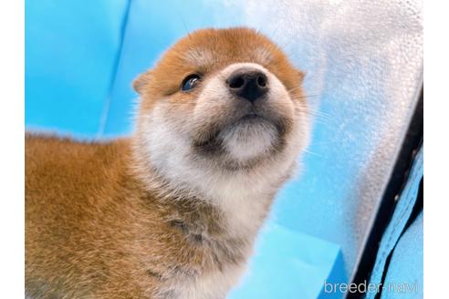 成約済の東京都の柴犬-231622の5枚目