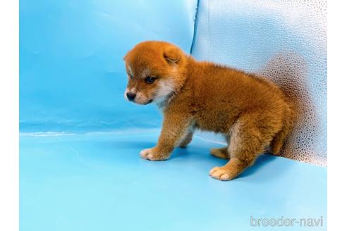 成約済の東京都の柴犬-231622の6枚目