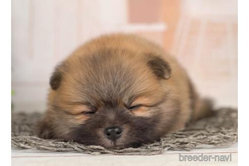 成約済の千葉県のポメラニアン-231620の2枚目