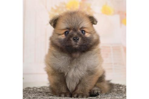 成約済の千葉県のポメラニアン-231620の3枚目