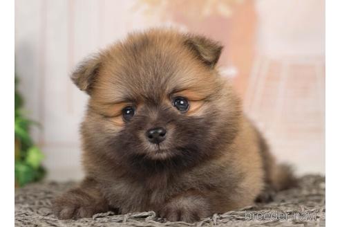 成約済の千葉県のポメラニアン-231620の4枚目