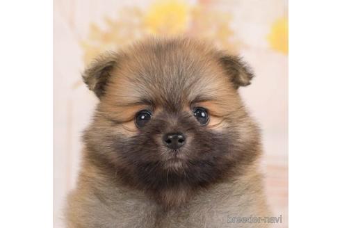 成約済の千葉県のポメラニアン-231620