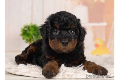 成約済の千葉県のトイプードル-231621の4枚目