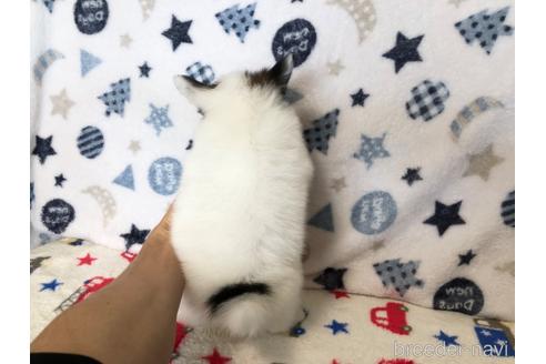 成約済の千葉県のパピヨン-227178の5枚目