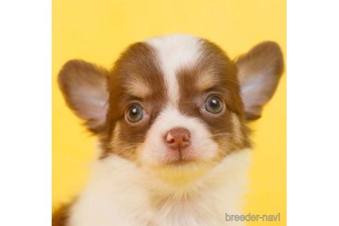 成約済の東京都のチワワ(ロングコート)-231645