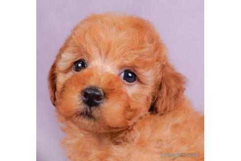 成約済の東京都のトイプードル-231648