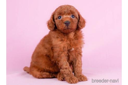 成約済の東京都のトイプードル-231649の2枚目