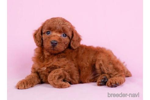 成約済の東京都のトイプードル-231649の3枚目