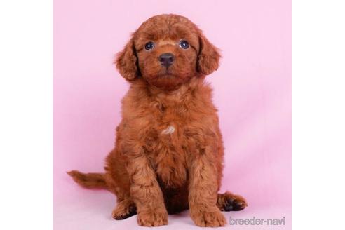 成約済の東京都のトイプードル-231649の1枚目