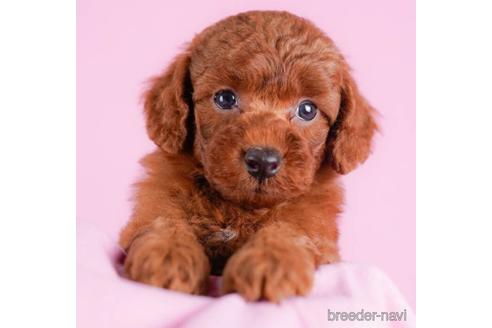 成約済の東京都のトイプードル-231649の4枚目