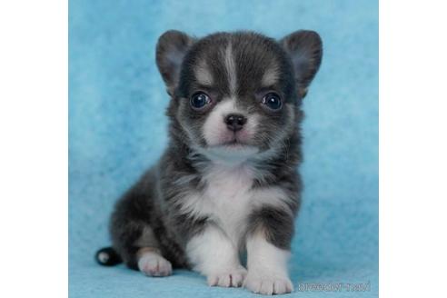 成約済の東京都のチワワ(ロングコート)-231650