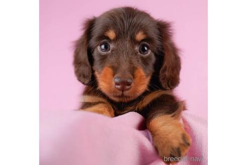 成約済の東京都のカニンヘンダックスフンド(ロングヘアード)-231651
