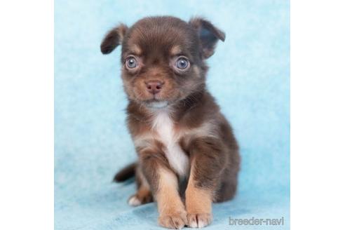 成約済の東京都のチワワ(ロングコート)-231652