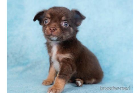 成約済の東京都のチワワ(ロングコート)-231652の4枚目