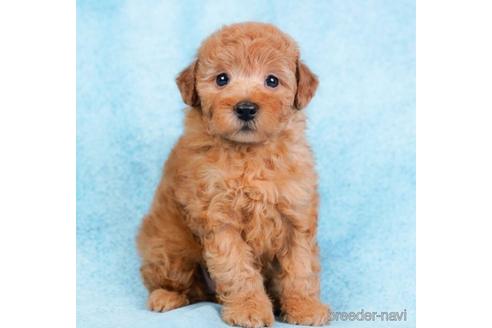 成約済の東京都のトイプードル-231653