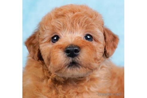 成約済の東京都のトイプードル-231653の2枚目