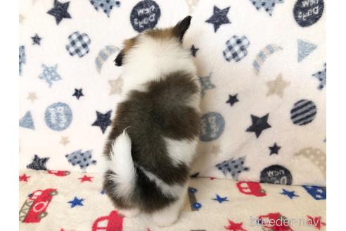 成約済の千葉県のパピヨン-226603の5枚目