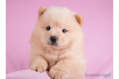 成約済の東京都のミックス犬-231654の4枚目