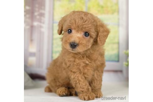 成約済の神奈川県のトイプードル-231658