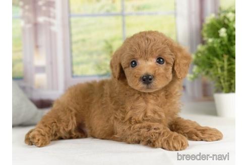 成約済の神奈川県のトイプードル-231658の2枚目