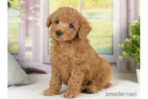 成約済の神奈川県のトイプードル-231658の3枚目