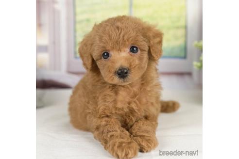 成約済の神奈川県のトイプードル-231658の4枚目