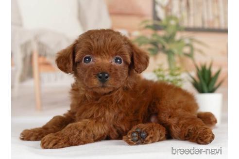 成約済の神奈川県のトイプードル-231662の3枚目