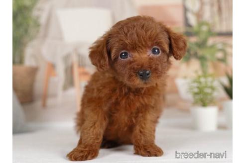 成約済の神奈川県のトイプードル-231662の4枚目