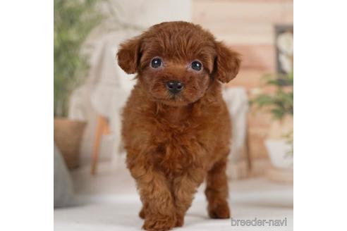 成約済の神奈川県のトイプードル-231662