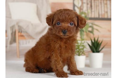 成約済の神奈川県のトイプードル-231662の2枚目