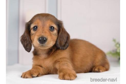 成約済の神奈川県のカニンヘンダックスフンド(ロングヘアード)-231663の2枚目