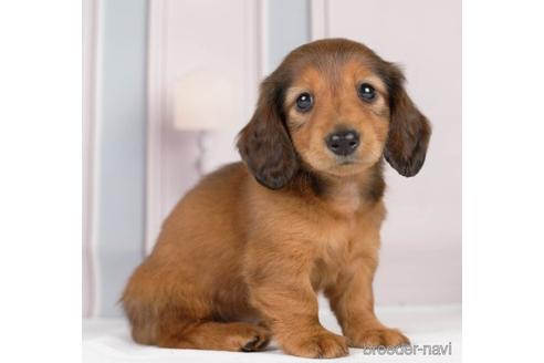 成約済の神奈川県のカニンヘンダックスフンド(ロングヘアード)-231663の3枚目