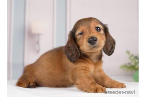 成約済の神奈川県のカニンヘンダックスフンド(ロングヘアード)-231663の4枚目