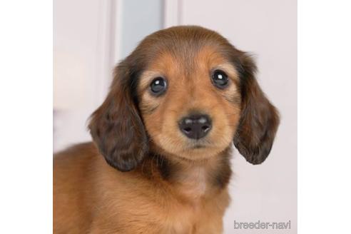 成約済の神奈川県のカニンヘンダックスフンド(ロングヘアード)-231663