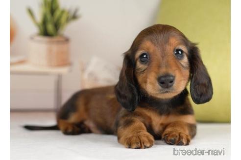 成約済の神奈川県のカニンヘンダックスフンド(ロングヘアード)-231664の3枚目