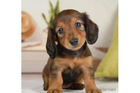 成約済の神奈川県のカニンヘンダックスフンド(ロングヘアード)-231664の4枚目