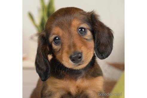 成約済の神奈川県のカニンヘンダックスフンド(ロングヘアード)-231664の1枚目