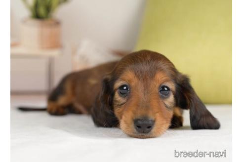 成約済の神奈川県のカニンヘンダックスフンド(ロングヘアード)-231664の2枚目