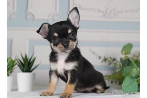 成約済の神奈川県のチワワ(スムースコート)-231665の3枚目