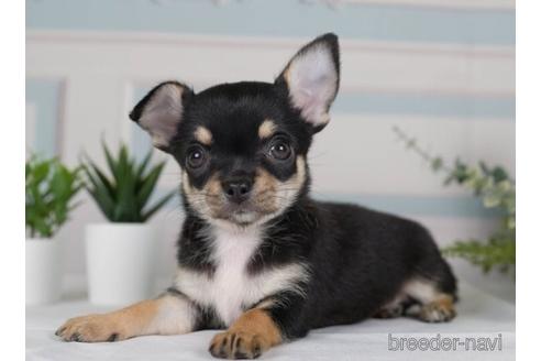 成約済の神奈川県のチワワ(スムースコート)-231665の2枚目