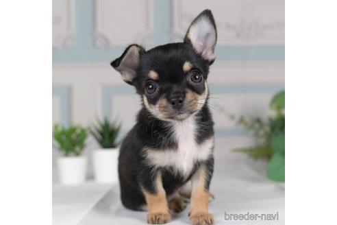 成約済の神奈川県のチワワ(スムースコート)-231665の4枚目