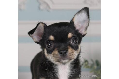 成約済の神奈川県のチワワ(スムースコート)-231665の1枚目