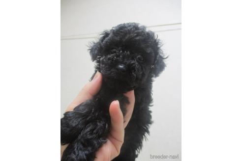 成約済の鳥取県のタイニープードル-224958の2枚目