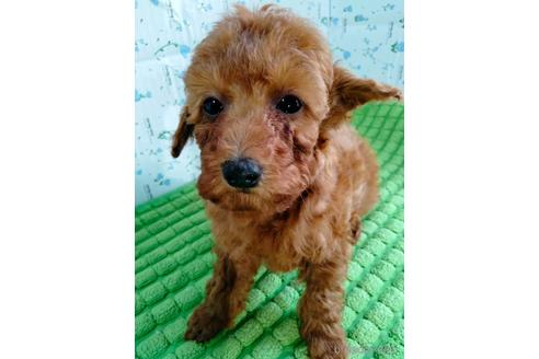 成約済の埼玉県のトイプードル-231716の19枚目