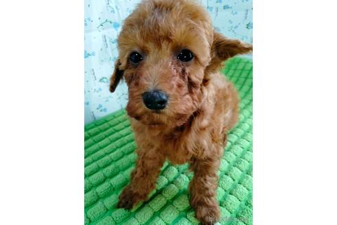 成約済の埼玉県のトイプードル-231716の17枚目
