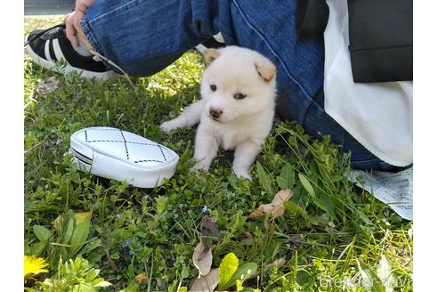 成約済の富山県の豆柴-230631の1枚目