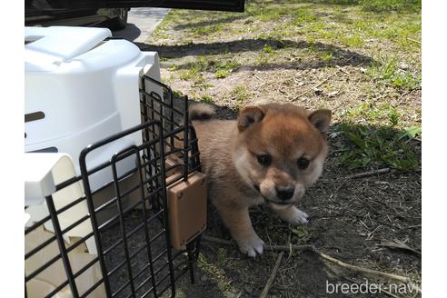 成約済の富山県の豆柴-230623の1枚目