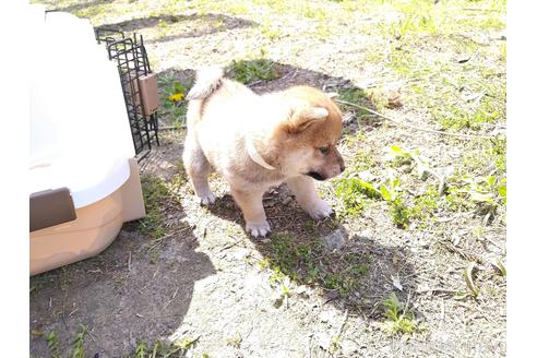 成約済の富山県の豆柴-230623の3枚目