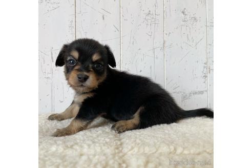 成約済の千葉県のチワックス:チワワ×ミニチュアダックスフンド-231747の3枚目